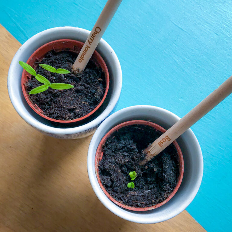 Grow gift -potlood "Het potlood dat groeit"