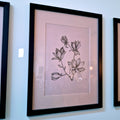 Botanische Tekening Magnolia