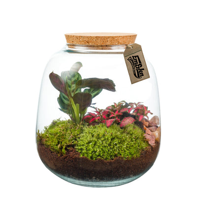 Terrarium Jesse