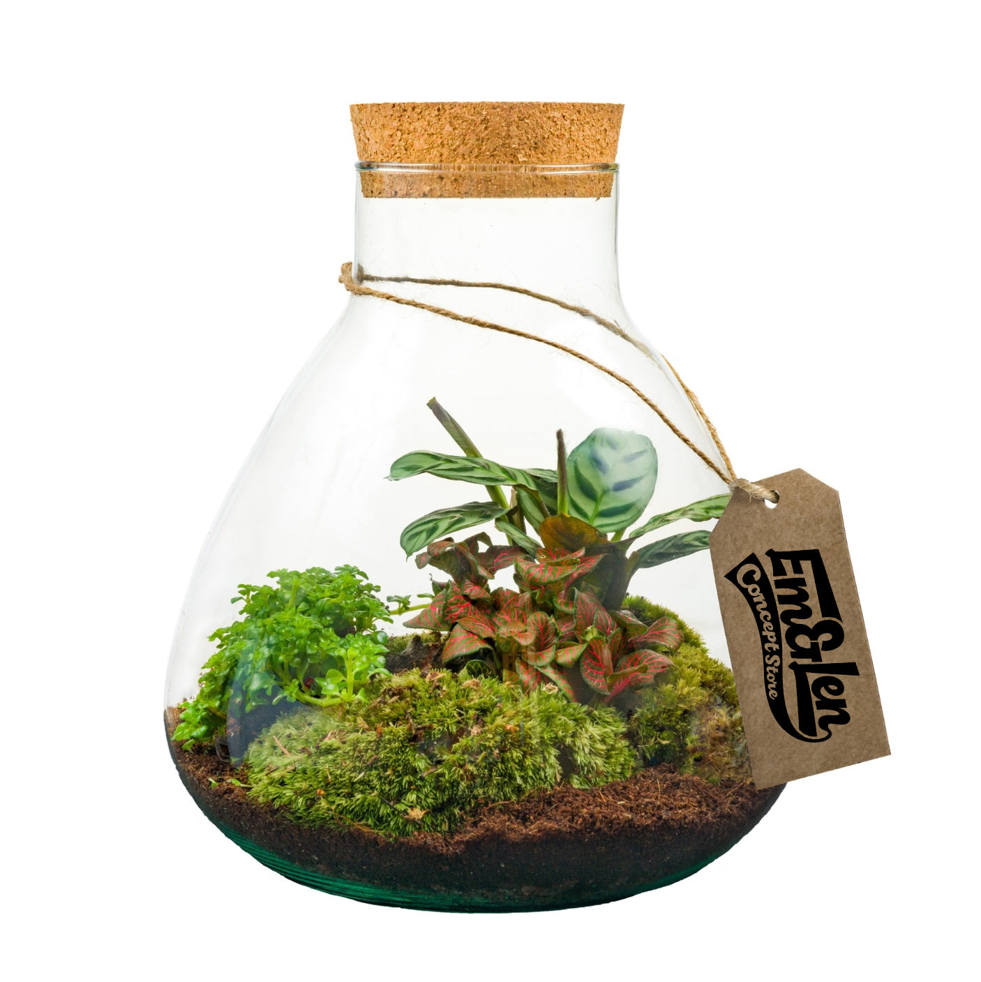 Terrarium Walter