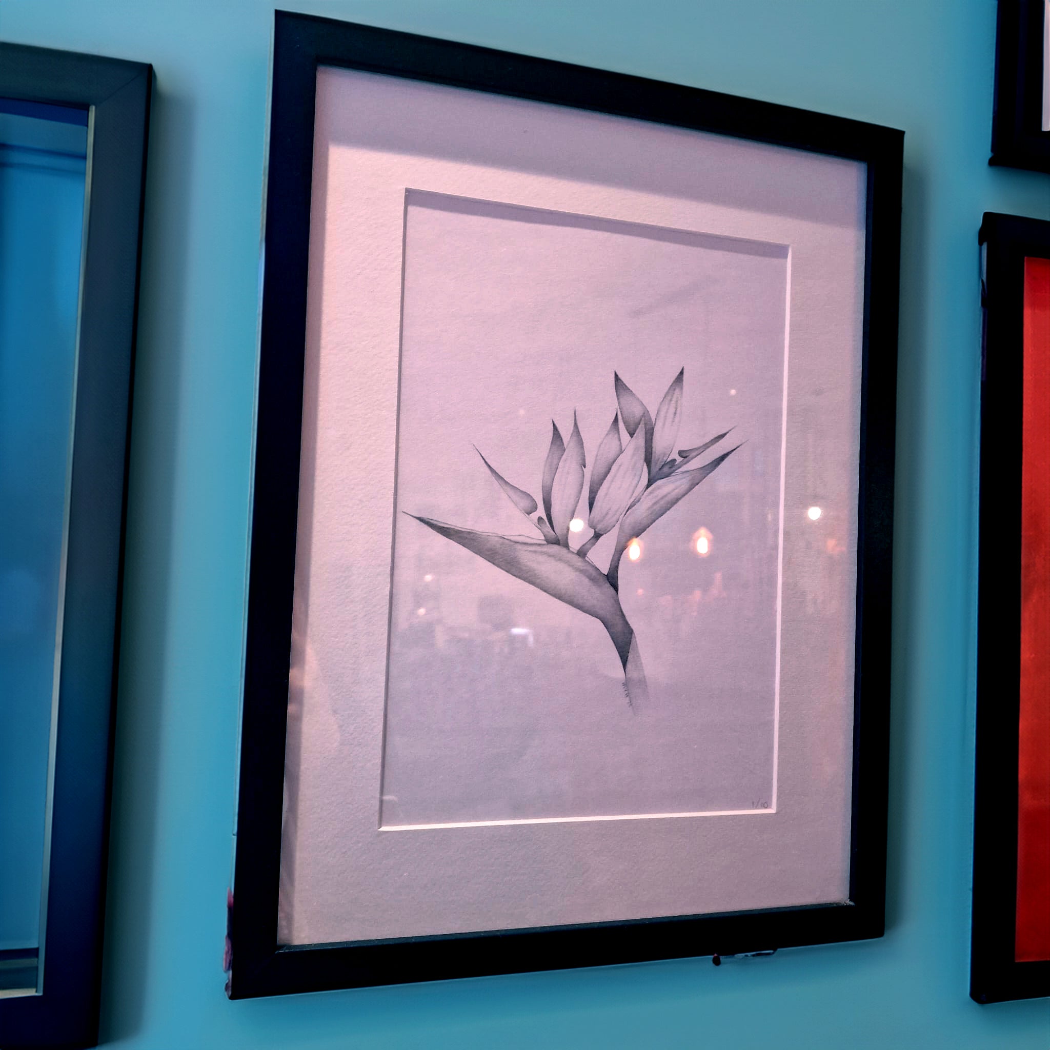 Botanical Drawing Bird of Paradise