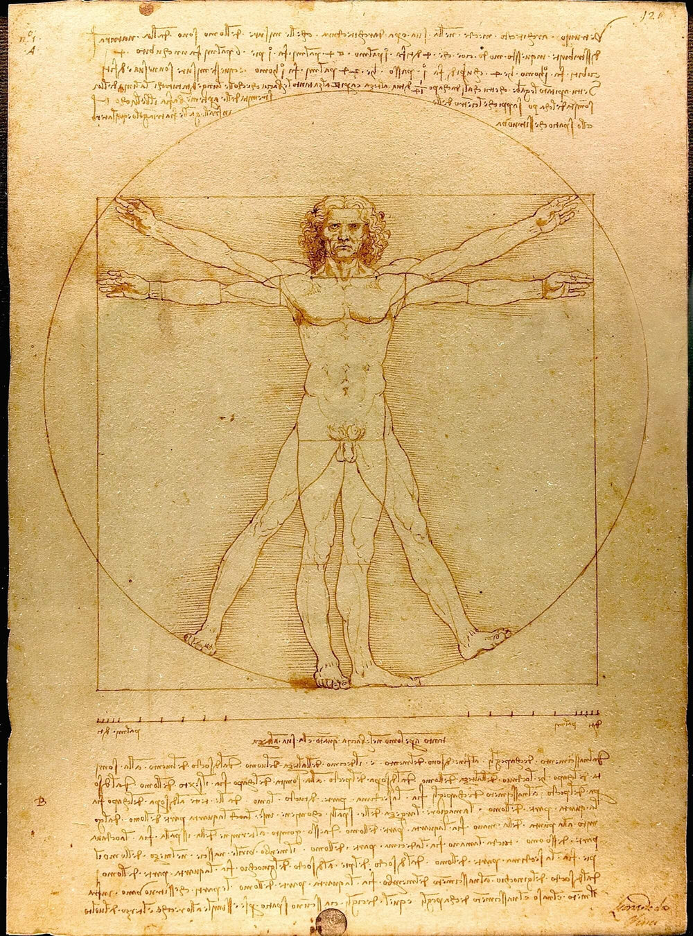Leonardo da Vinci – Vitruvian Man Art Socks